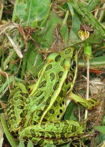 Frog at Horicon National Wildlife Refuge