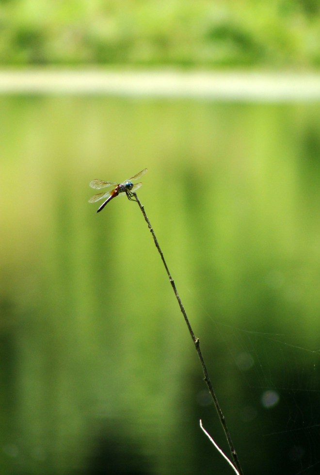 Dragonfly on a stalk. 