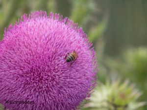 The Flagstaff area is home to both native and invasive thistle varieties. Isn't this native one gorgeous?