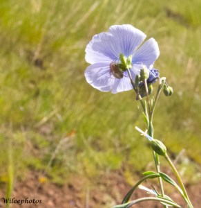 Blue flax (Linum lewisii)