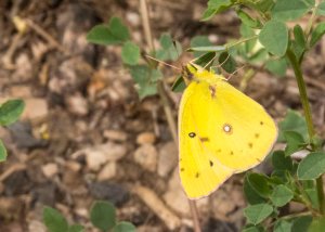 Clouded Sulphur - Colias philodice Butterfly (Small Yellow) (Hwy180 near The Peaks 13 July 2015) 6632PSD copy Blog