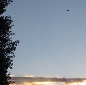 Dove?AtSunrise(Flagstaff7July2015)5060Cropped