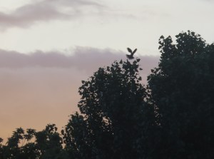 DoveTakingOffAtSunrise(7July2015)5062Cropped