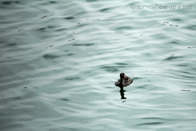 GrebeChick_ProcessedLogo