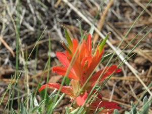 IndianPaintBrush4023