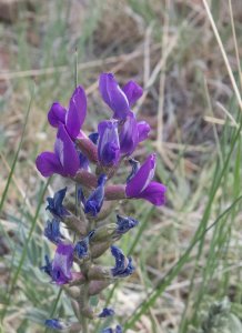 LocoWeed(WalkerLake3July2015)4024PSD