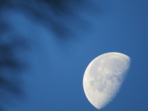MoonAtDawnThroughBranches(BackYard7July2015)5072