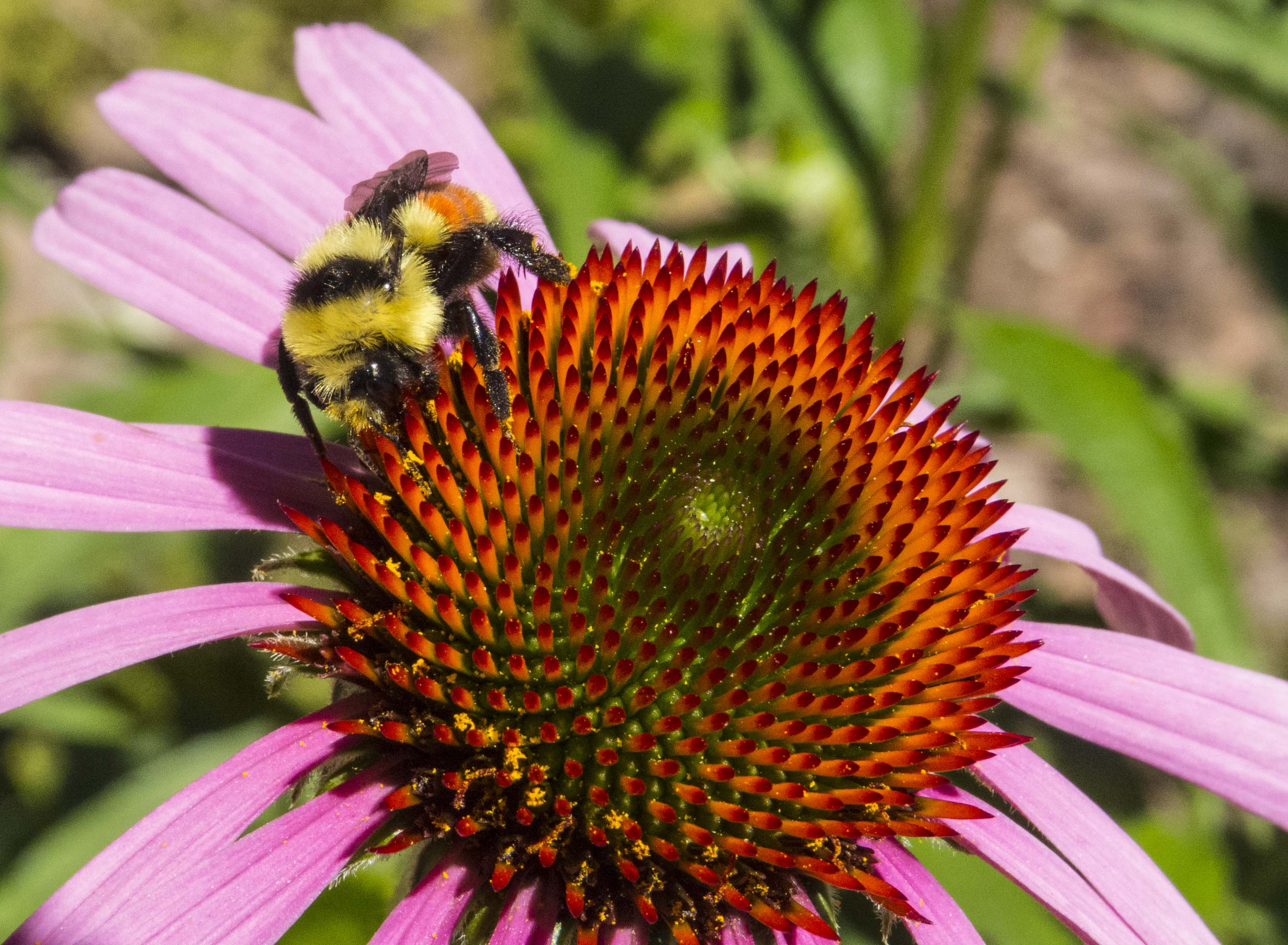 Tri-coloredBumblebeeJuly2015(CanonPowershot)