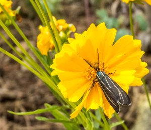 Our front yard moth-visitor, 9 July 2015