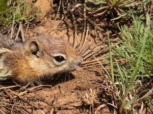 Young Ground Squirrel (Experimental Forest 15 Julyy 2015) 7047 Instagram