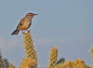 and the light bathed this cactus wren as well