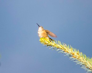 Hummer looks to the sky