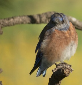 WesternBluebird; EarlyMorningLight; 15August2015; 1734 copy 2