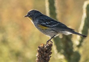 4192 Yellow-rumped Warbler