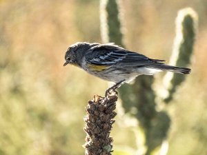 4193 Yellow-rumped Warbler