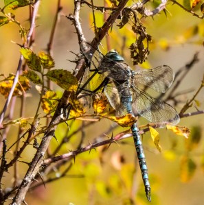 Dragonfly; ArboretumOfFlagstaff; 7065 copy4