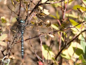 Dragonfly; ArboretumOfFlagstaff; 7068 copy 2B