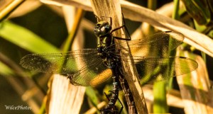 Dragonflies coupling, with focus on the top partner