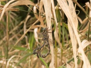 ShadowDarnersMating(TopPartnerFocus); AeshnaUmbrosa; FamilyAeshnidae;5743 Watermarked2