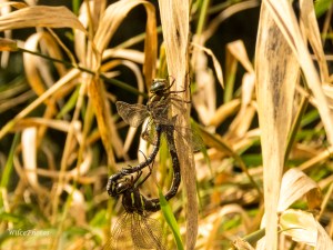 ShadowDarnersMating(TopPartnerFocus); AeshnaUmbrosa; FamilyAeshnidae;5744Watermarked 3