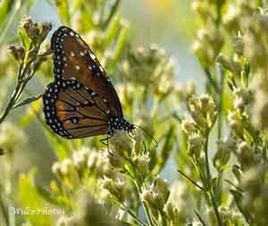 Sedona Wetlands: A Butterfly Paradise