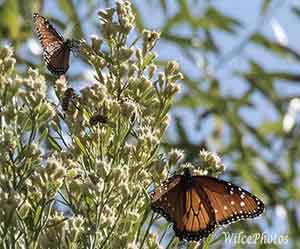 Sedona Wetlands: A Butterfly Paradise