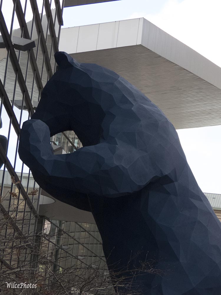 DenverBlueBearIMG_6657Wtrmkd