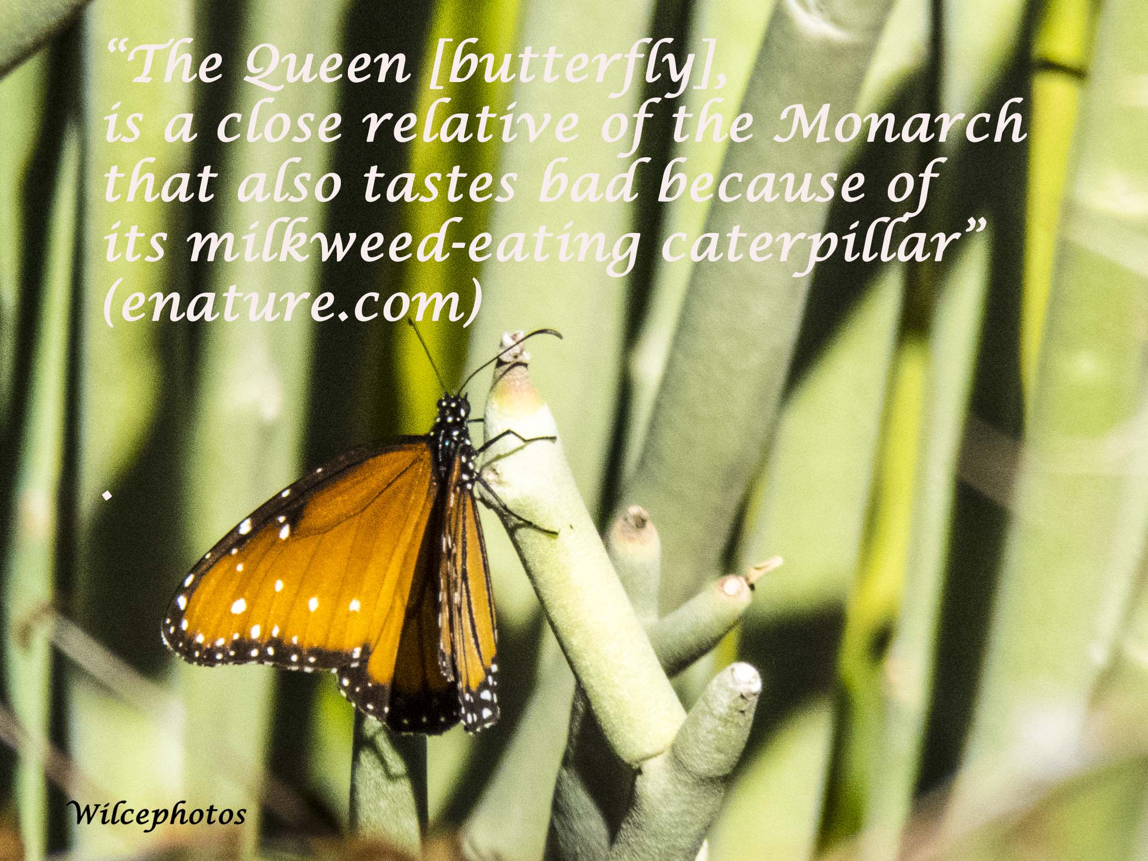 QueenButterfly; IMG_6923 PSD