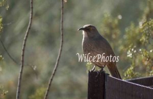 Quite the pose for the camera. Photo taken at the Arizona Desert Botanical Garden in Phoenix.