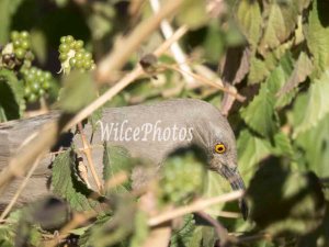 If you think this yellow eye is good, wait for the final picture, below. (This too was taken at the Arizona Desert Botanical Garden in Phoenix.)