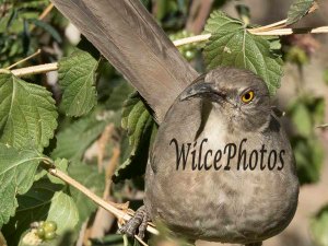 Now the yellow eye is looking right at us. (Desert Botanical Garden.)