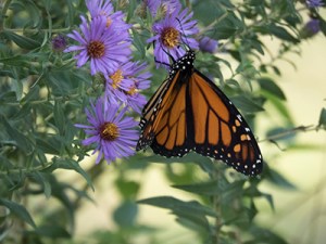 MonarchForBlog; IMG_5014Shrunk