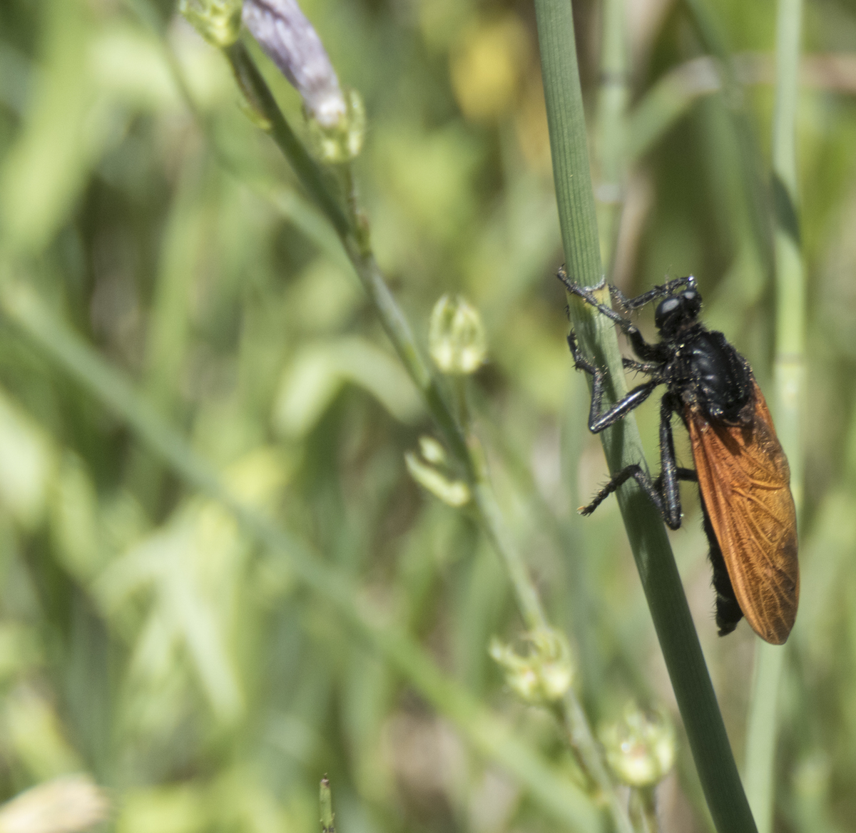 UnidentifiedFlyingInsect 2946Cropped