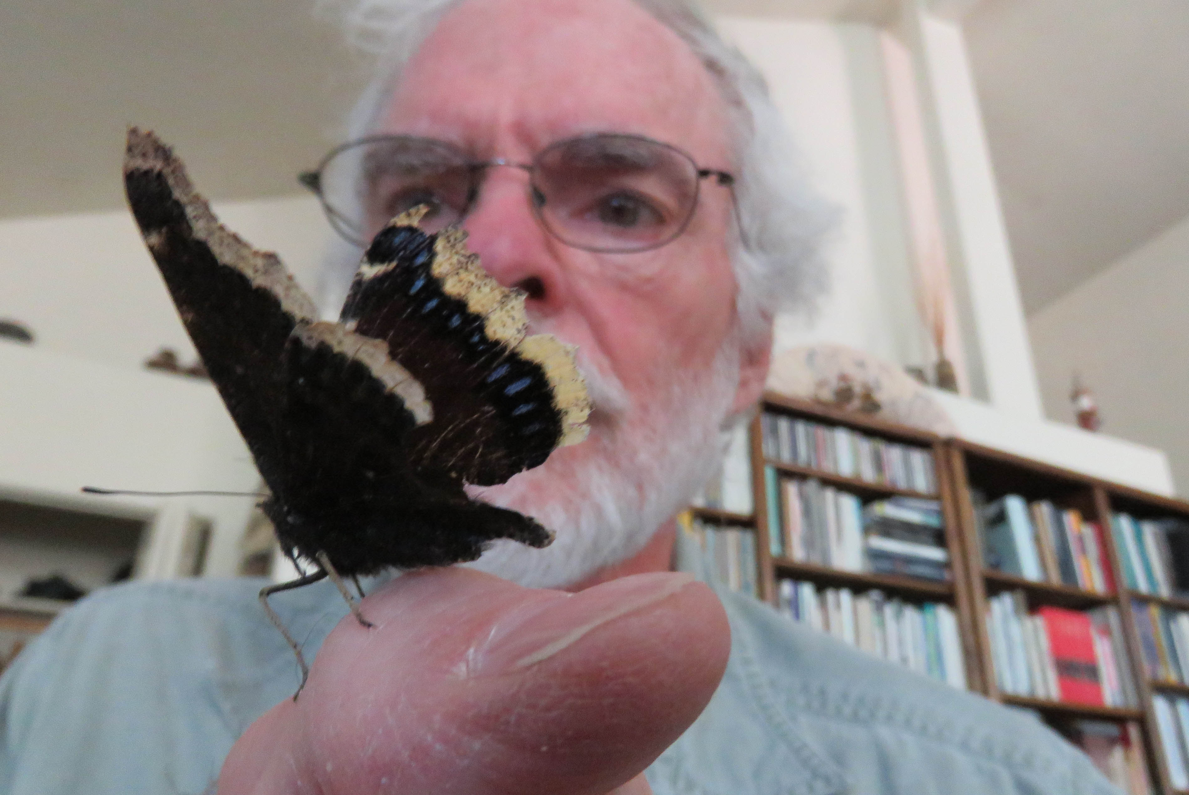 jim-and-the-mourningcloakhitchhikerinlivingroom-1064