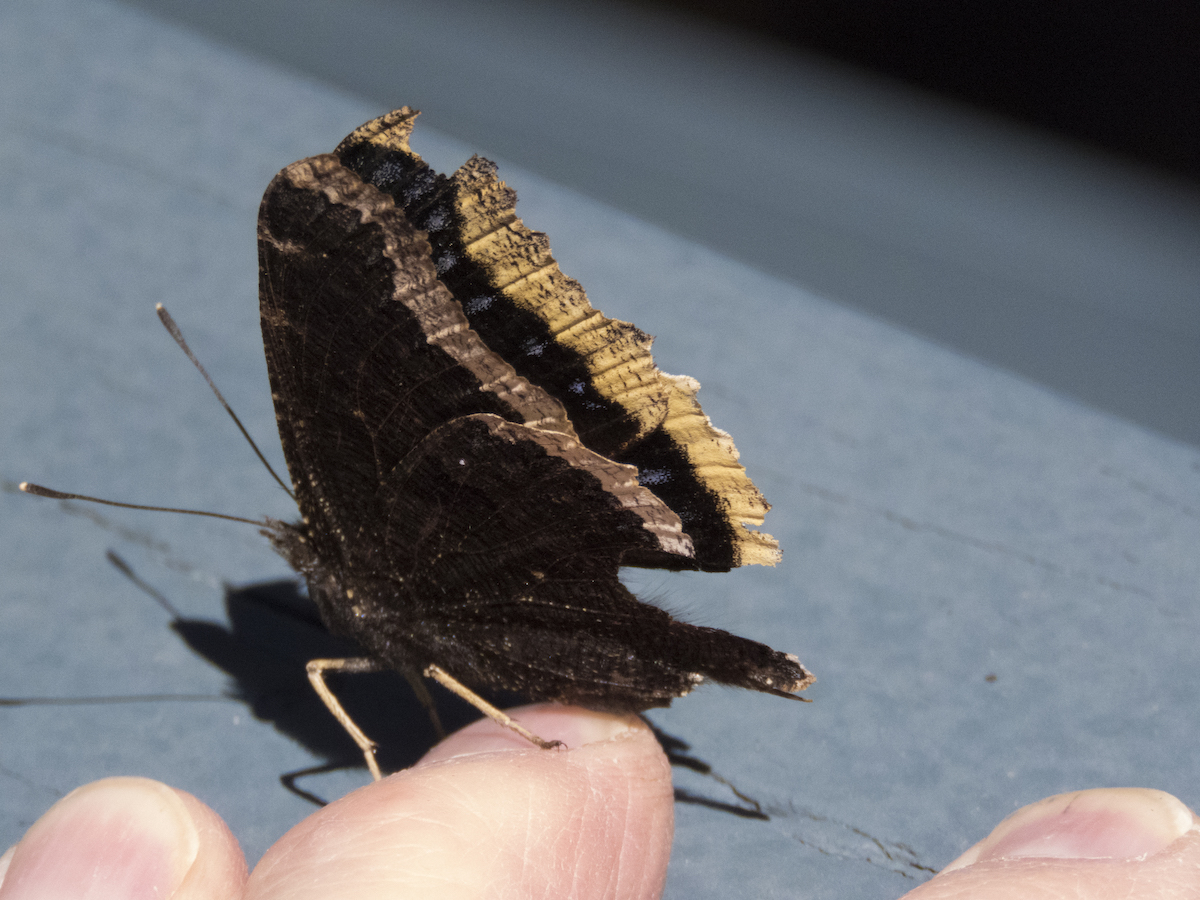 releasing-the-mourningcloak-hitchhiker-1079