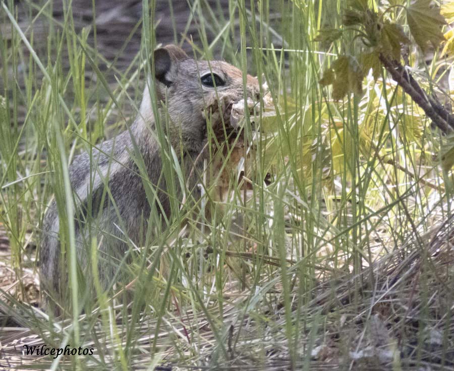 ChipmunkWithNestingMaterial; Arboretum of Flagstaff; 18May2017; 6036B