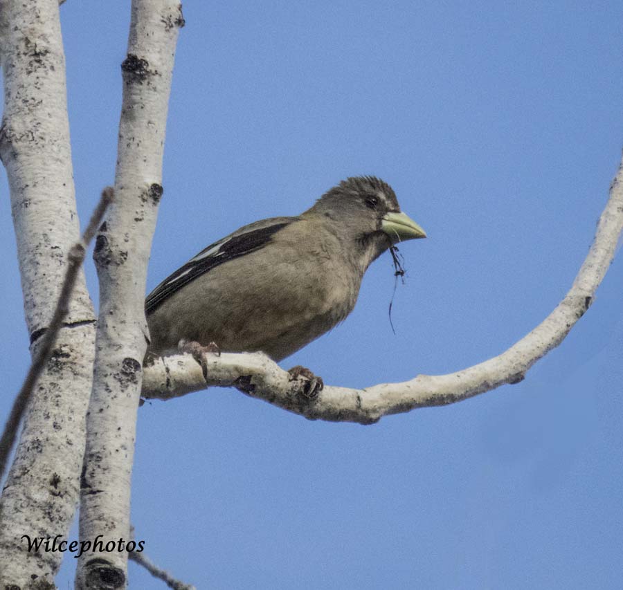 FemaleEveningGrosbeakWithNestingMaterial; Cheshire; 6May2017; 3490B