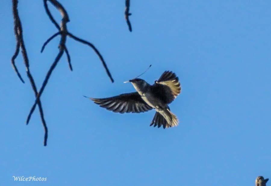 FlyingWithNestingMaterial; AnasaziRidge; 2June2017; 4860B