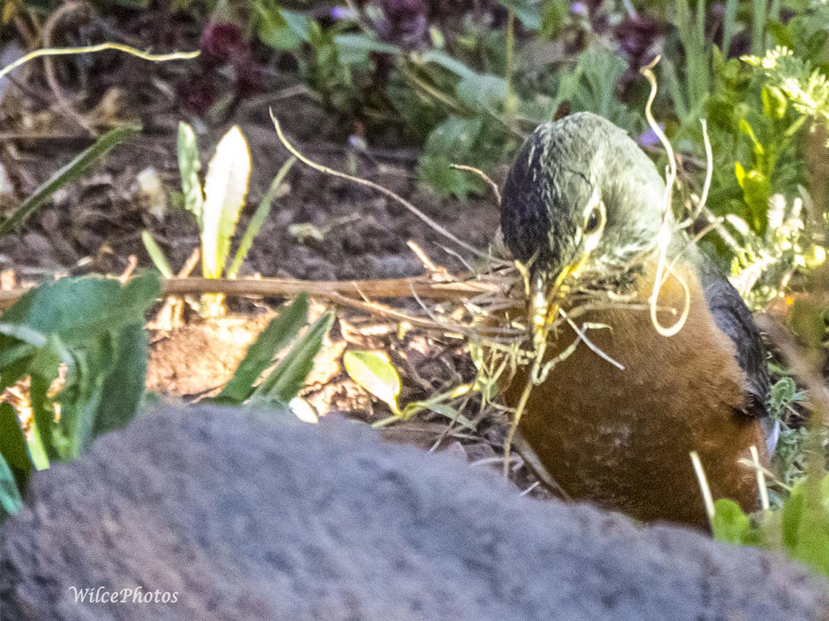 RobinCollectingNestingMaterial; KarenCooperTrail; 2June2017; 4941