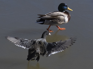 MallardInCoot'sFlightPath; FSPond; 0847