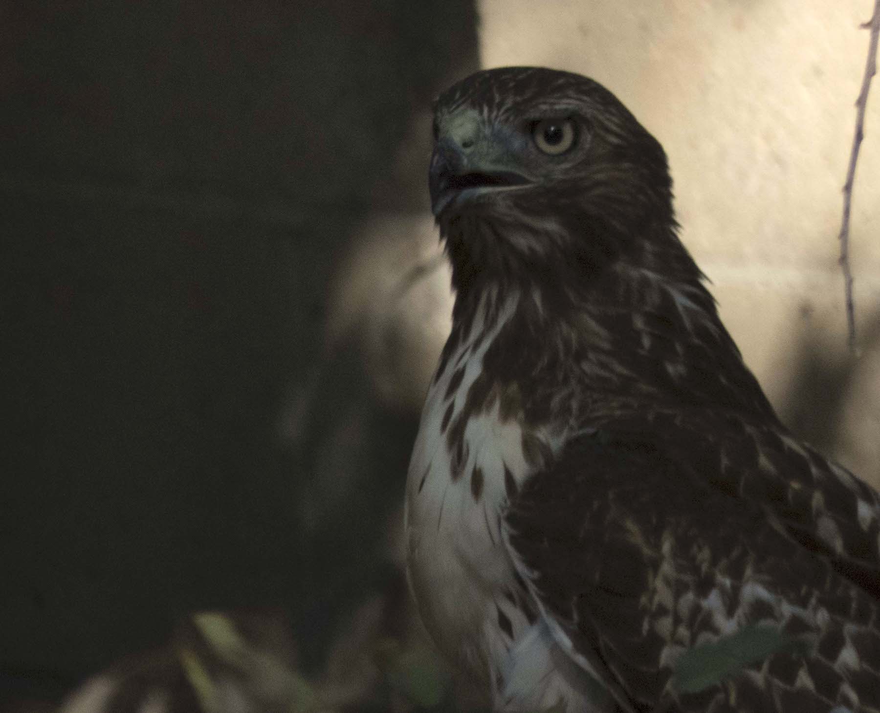 Red-TailedHawk AtBaseOfEucalyptus; ThompsonCreekParkClaremont; 1272