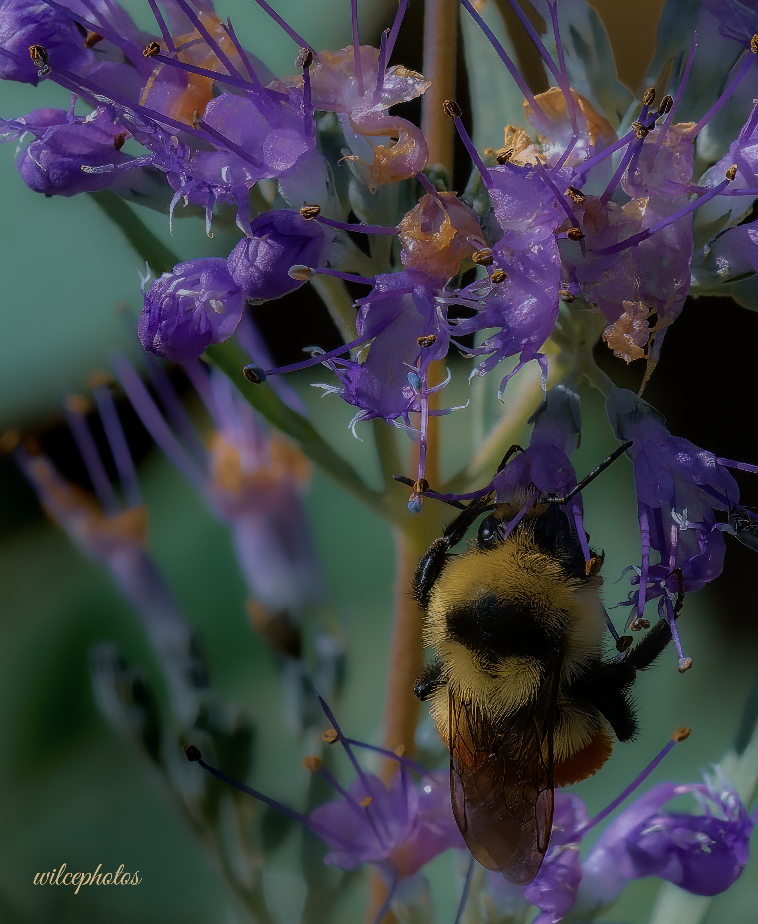 bumblebee-on-blue-knight-wilcephotos-p8019471