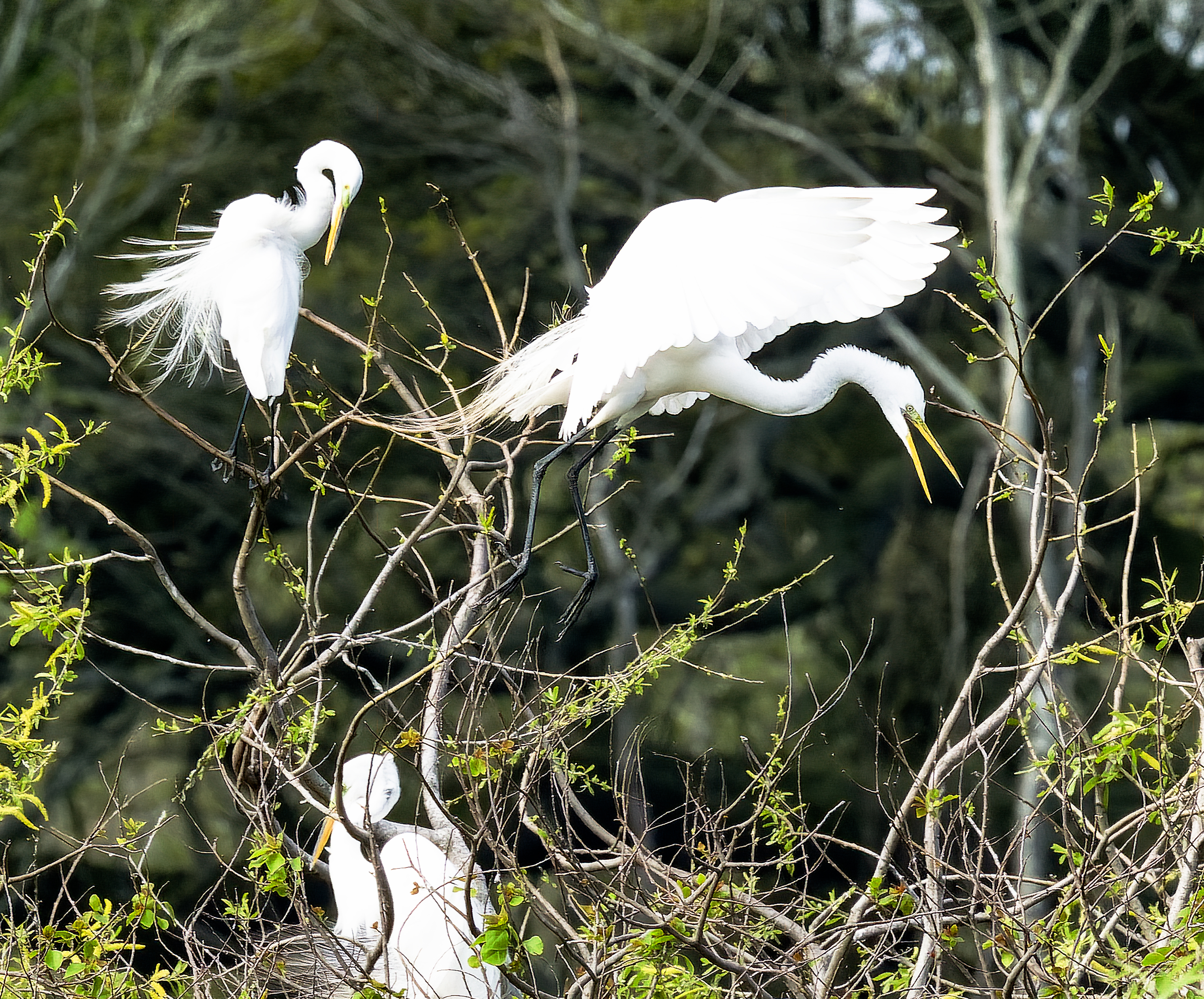 egret-interactions-high-island-tx-wilcephotos-p3073040-1