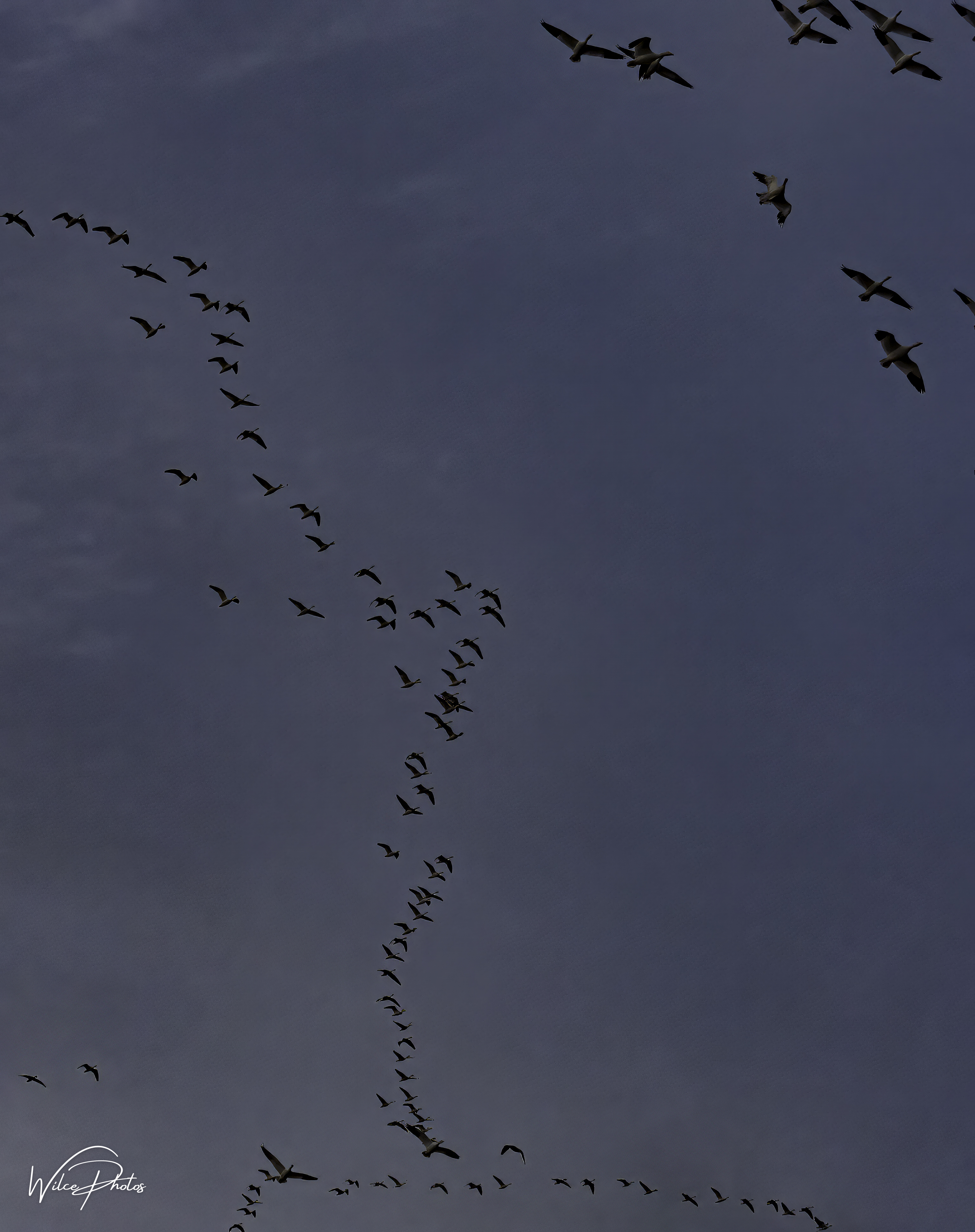 Huge Flock of Geese Over Roost