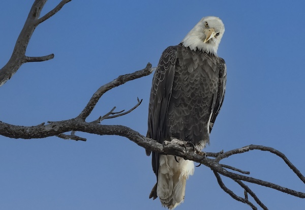 Eagle looking at camera during my photo shoot
