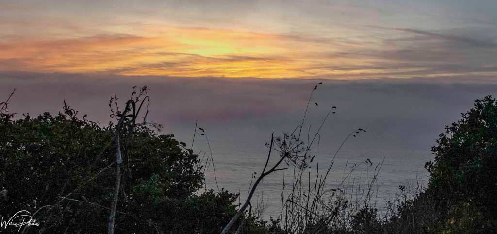 A scenic view of the ocean at sunset, with colorful orange and purple hues in the sky and silhouettes of plants in the foreground.